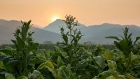 Timariots, Peasants, and Pastoralists
