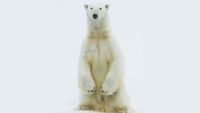 Terrestrial Mammals in the Changing Arctic