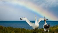 Seabirds of the Arctic and Antarctic