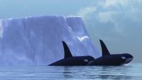Marine Mammals, from Whales to Walruses