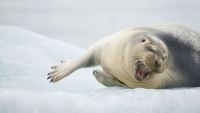 Resource Development in Polar Seas