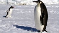 Living among the Penguins