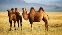 Silk Roads-Perils of Camels and Caravans