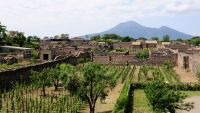 Pompeii's Wine and Vineyards
