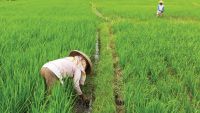 Rice, Silk, and Tea: South China's Peasants