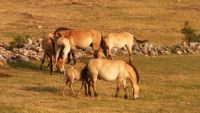 The Rise of the Steppe Nomads