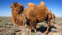 Trade across the Tarim Basin