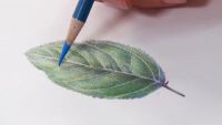 Make It: Leafy Greens