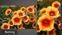 Working with Reference Photos