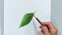 Natural Shadows and Leaves
