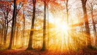 Natural Theology and Arguments from Design