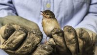 The Politics of Nature-Environmentalism