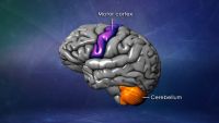 Memory, Mind, and Brain