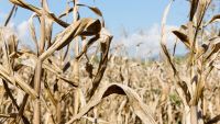 The Economics of Global Climate Change