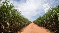 The Europeans' Plantation Labor Problem