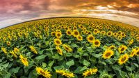 The Wisdom of Solomon on Divine Providence