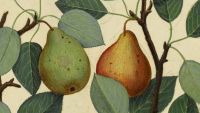 Book II-Stealing Pears: So What?