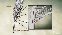 Basic Bird Anatomy