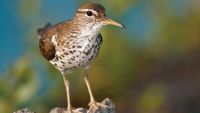 Using Bird Behavior to Identify Birds