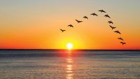 Essentials of Bird Migration