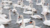 Waterbirds, Shorebirds, and Game Birds