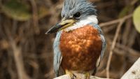 From Doves to Kingfishers
