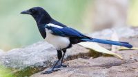 Passerines: From Flycatchers to Thrushes