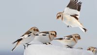 Passerines: From Thrashers to Warblers