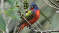 Passerines: From Tanagers to Finches