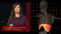 The Anatomy and Physiology of Breath