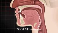 Resonance: Exploring Vocal Colors