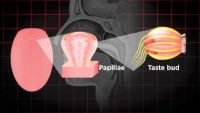 Training Your Tongue