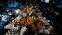 Advanced Topics-Low Light