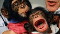 Understand the Animal (Wildlife)