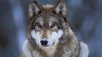 Make a Difference (Wildlife)