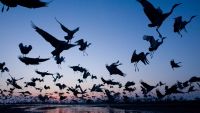 Go Back, Get It Right (Wildlife)