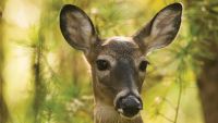 Wildlife Photography