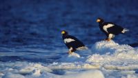 Photographing Winter Wildlife