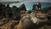 Photographing Island Wildlife