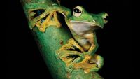 Nighttime Wildlife Photography