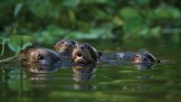 Documenting Biodiversity