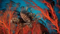 Photographing Life in the Sea