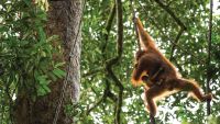 Orangutans: Photographing Animal Communities