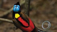 Birds of Paradise: Ultimate Photo Challenge