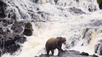 Animals in Action