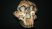 Hominines