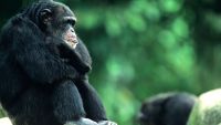 Evidence on Hominine Evolution