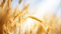 The Origins of Agriculture