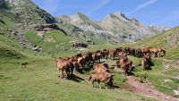 The Importance of the Nomads