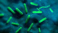 Did Plague Really Cause the Black Death?